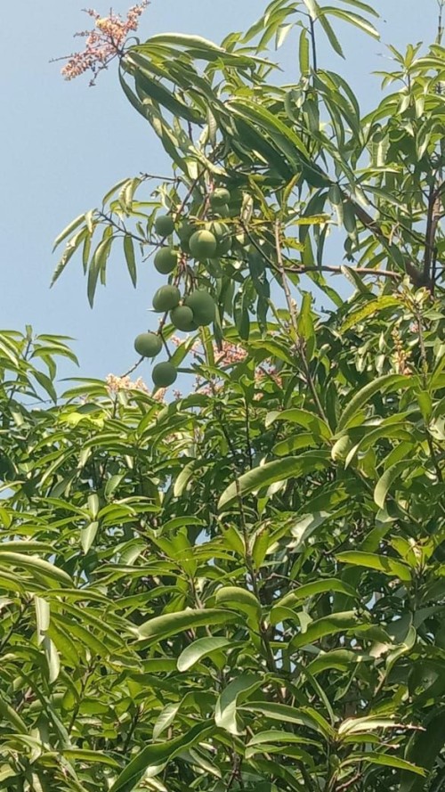 Premium Quality Fresh Indian Mangoes