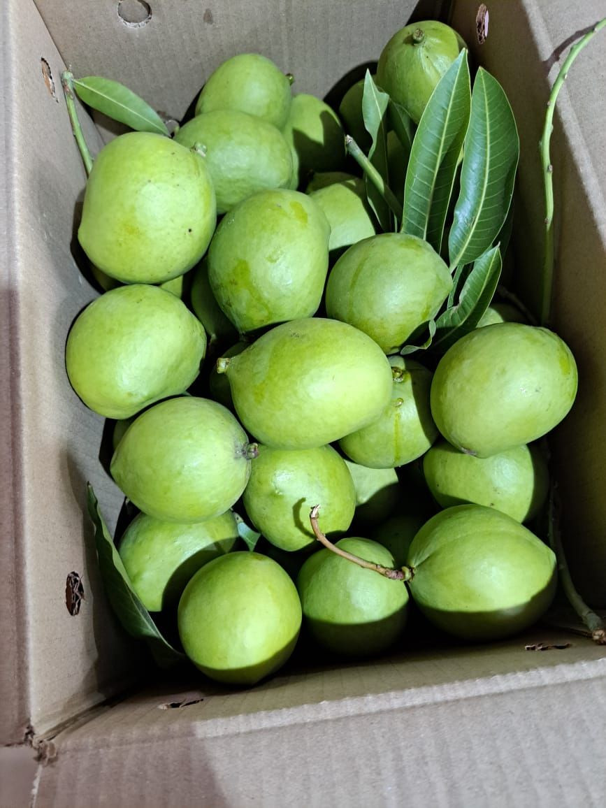 Premium Quality Fresh Indian Mangoes