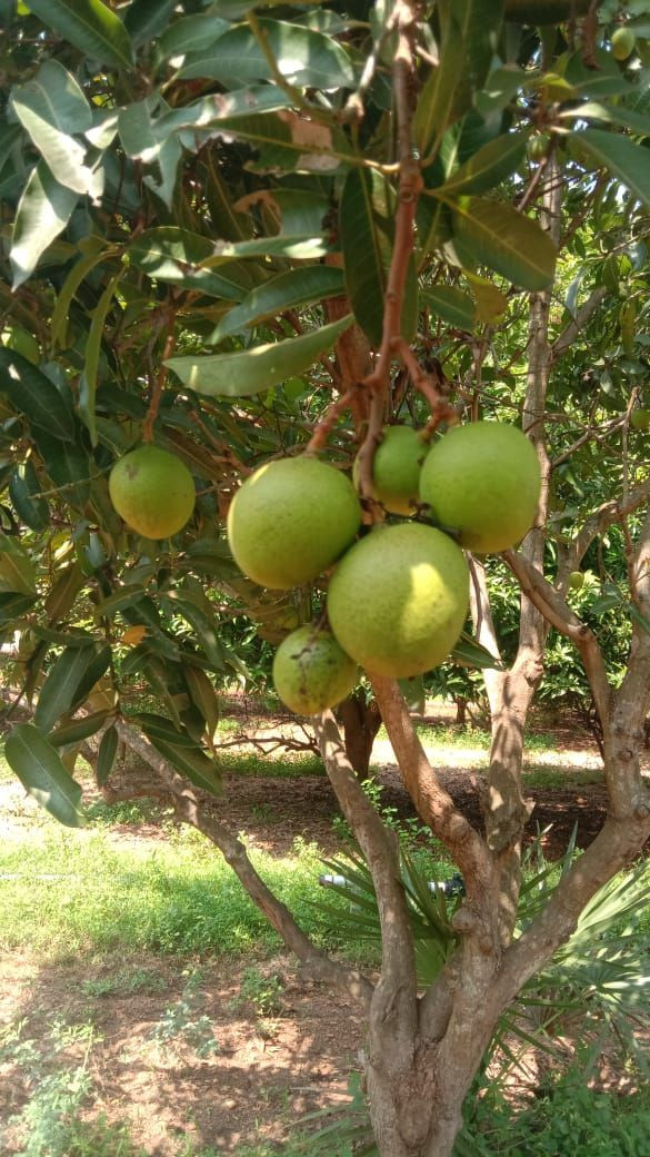 Premium Quality Fresh Indian Mangoes