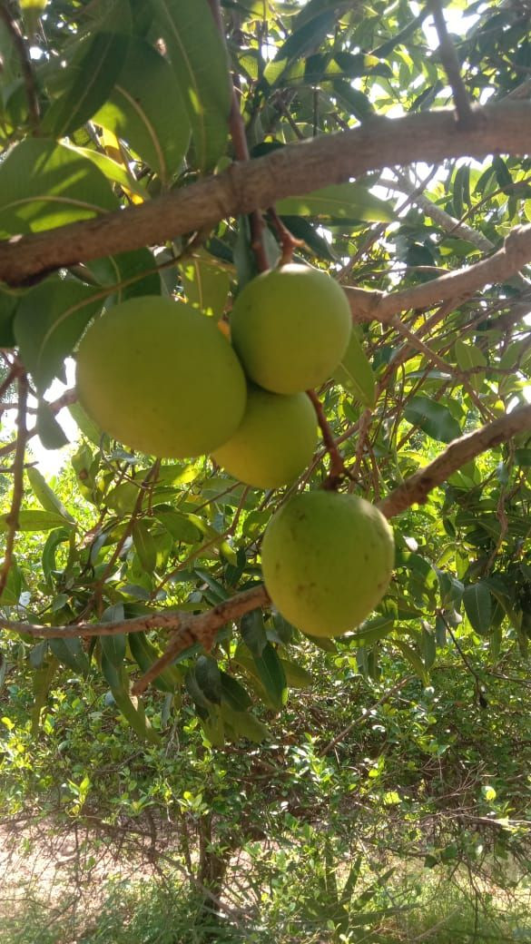 Premium Quality Fresh Indian Mangoes
